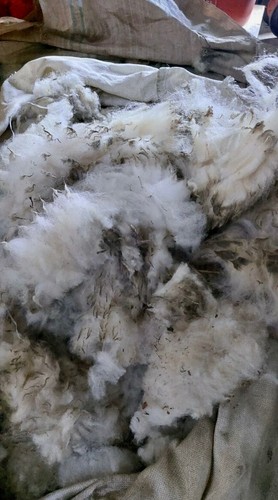 Ungereinigte schafwolle - ungereinigte,